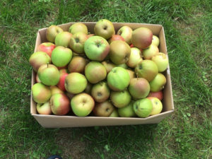 kasse med æbler